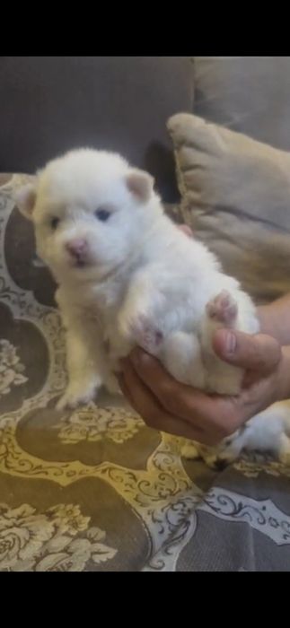 Пушистики шпицы красивые белые