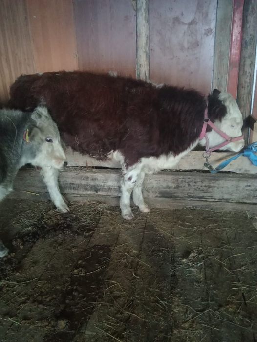 Екі-бас еркек баспақ