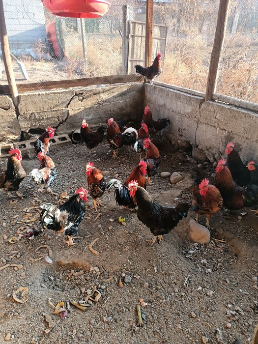 Петухии домашние молодые