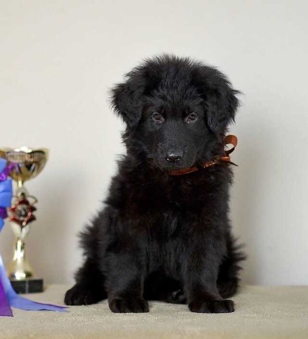 немецкая длинношерстная овчарка РКФ