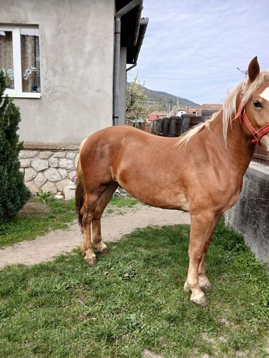 Manza tânără de 18 luni