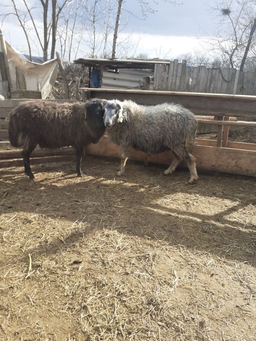 Vand doi berbeci , fiecare ade 2 ani . Pretul este de 1900 de lei buca