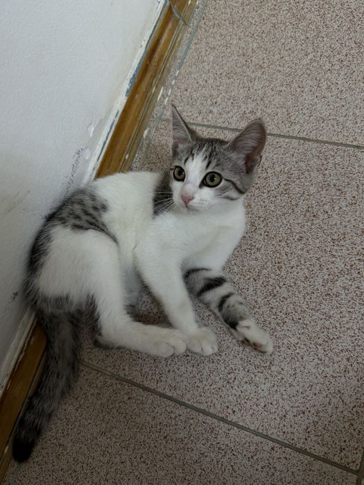 Котенок мальчик