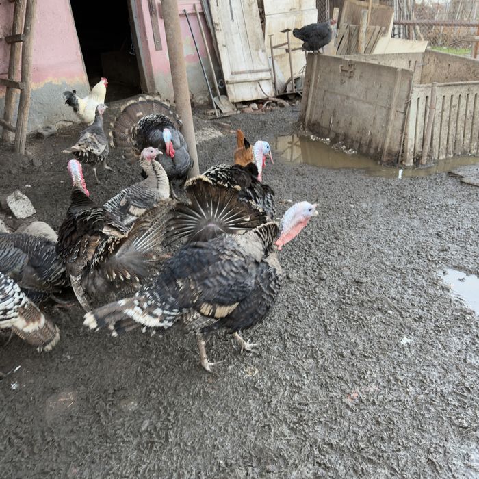 Vand Curcani / Curci