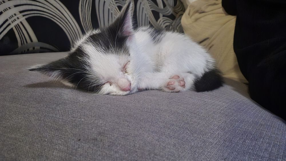 Котята девочки в добрые руки.