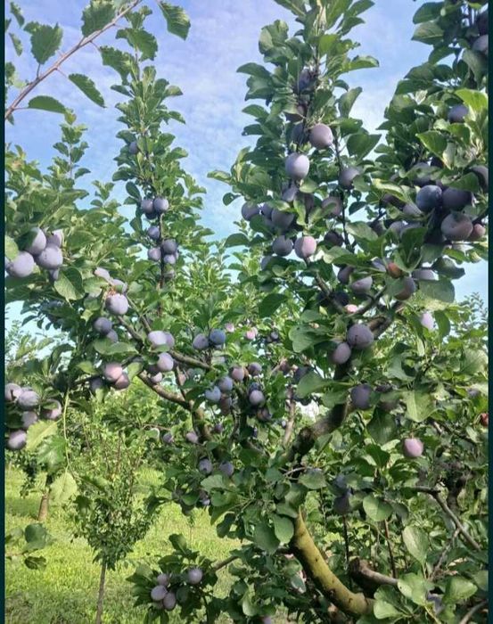Prune culese în but