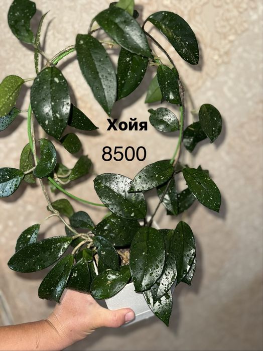 Панданус Криптантус,КРАССУЛА ГОЛЛУМ ,Монстера,Хойя,Сингониум