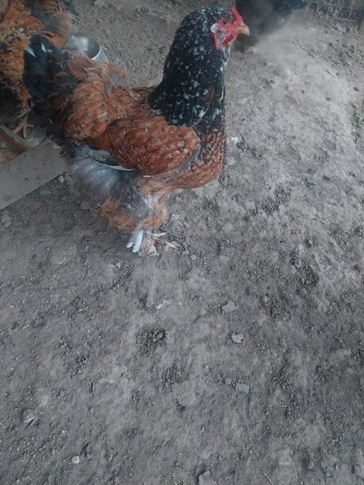 2 cocosi si 4 gaini brahma portelan...locatia Pitesti...