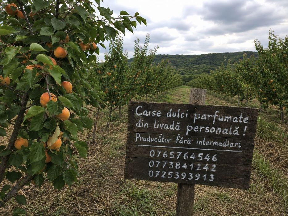Caise pentru palinca