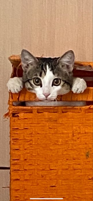 Отдам кота отдам кота отдам кота