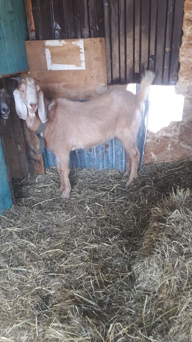 продам козлика молодого. Битал.