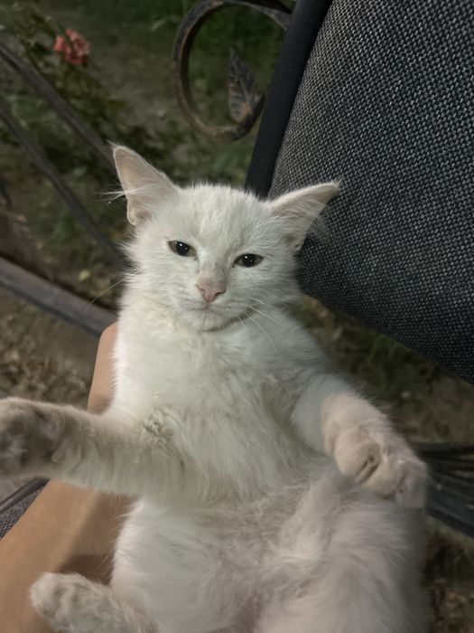 Кошка в добрые руки, 3 месяца