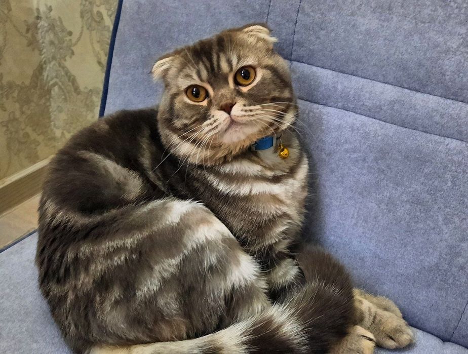 Mushuk sotiladi zoti Scotish Fold