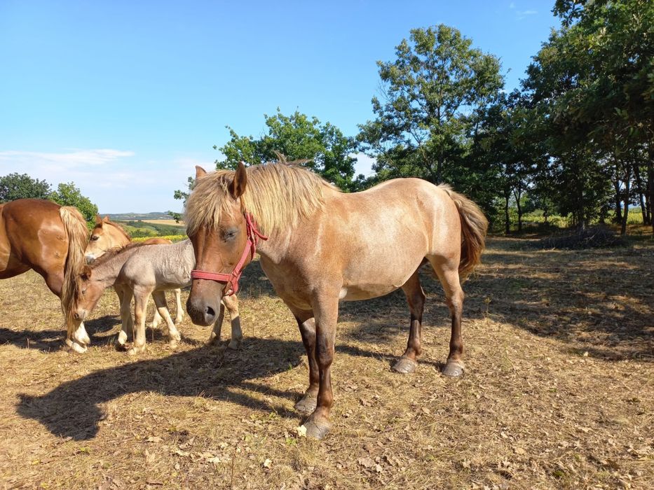 De vânzare iapă cu mânz