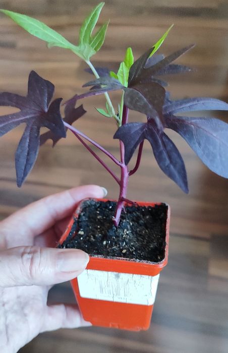 Ипомея батат комнатное