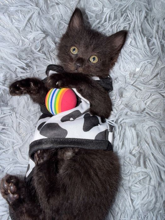 Сладкие котята ищут дом
