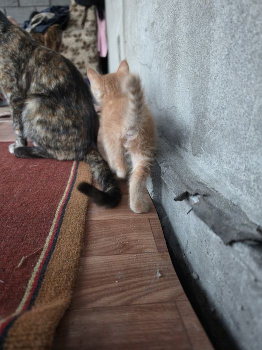 Котята  в добрые руки