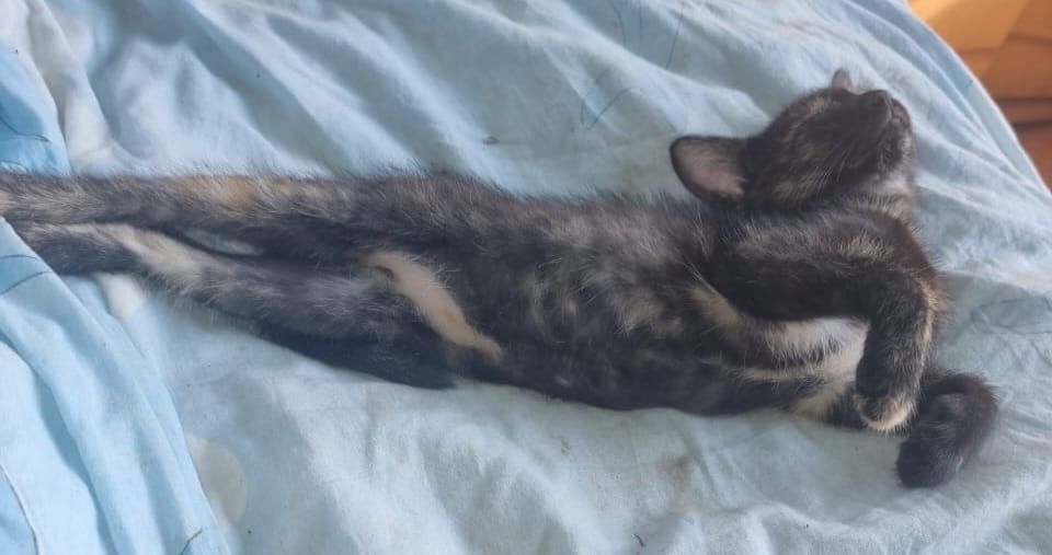 Стерилизованая кошечка 10 мес