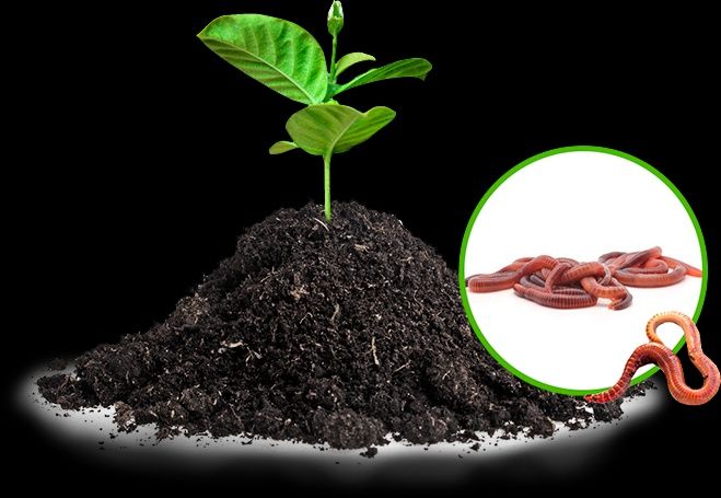 Биогумус Сотилади