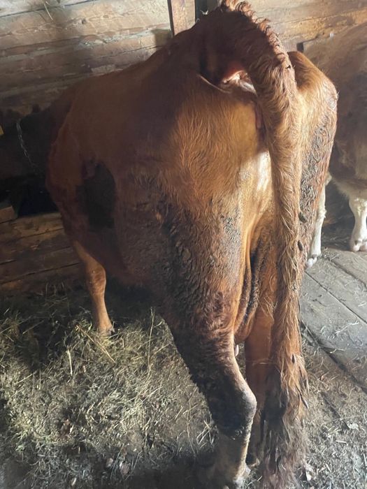 Vând vacă cu vițel