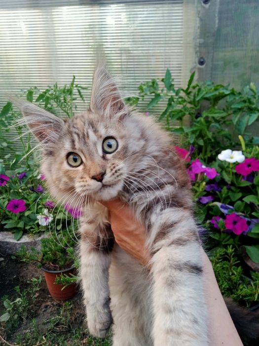 Кошечка Мейн Кун