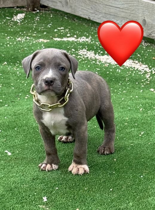 Amstaff blue.