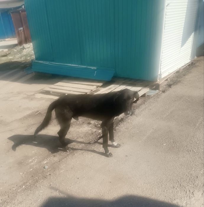 Кобель в Добрые руки