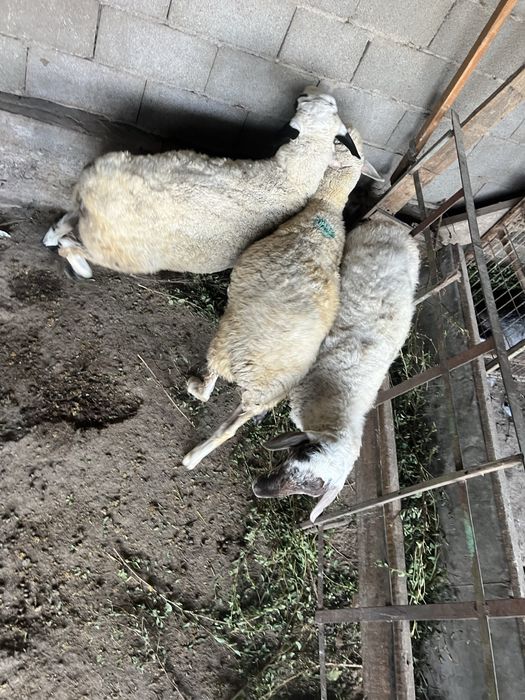Бараны кошкары молодые