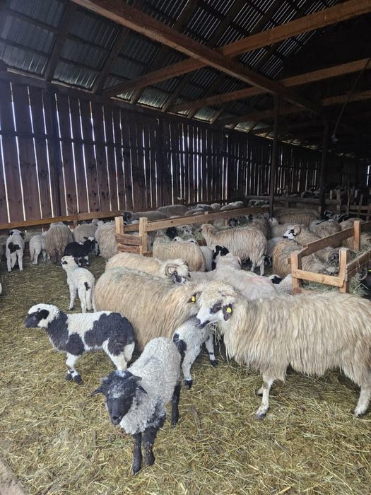 Vand oi cu miei la picior