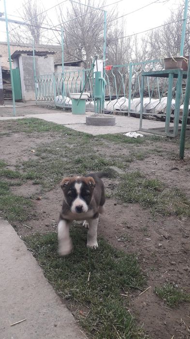 Алабай щенок 60.000