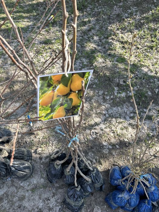 Жемыс жидек көшеттер