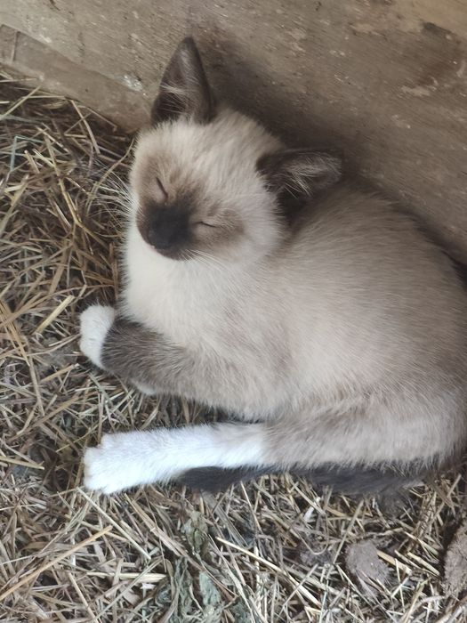 Отдам котят в добрые руки