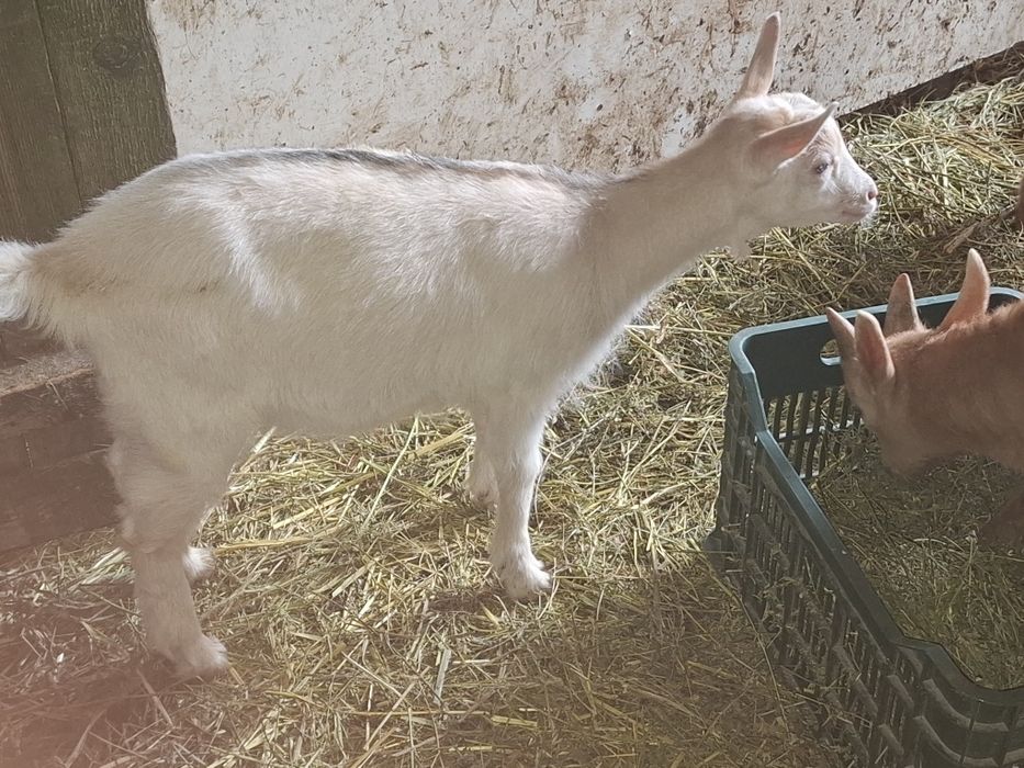 Iedute sannen cu alpina!