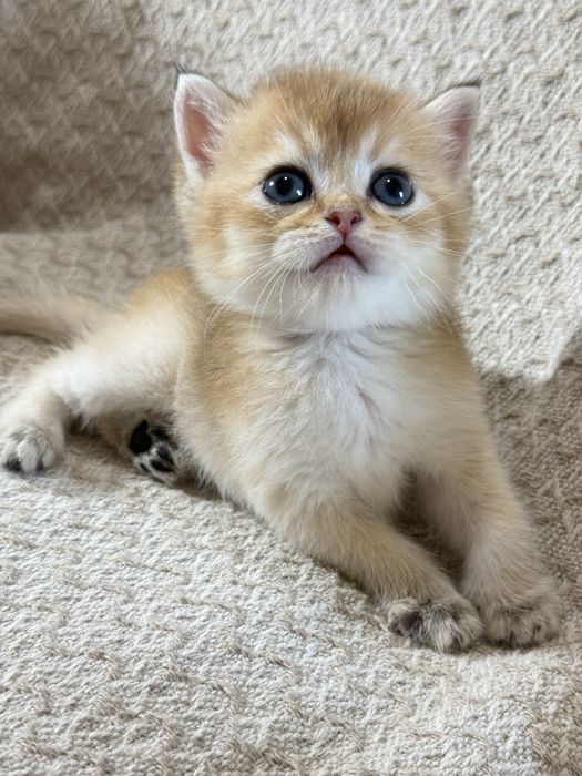 Вязка коты шиншиллы золотой и серебристый