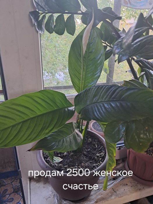 Продам цветы комнатные