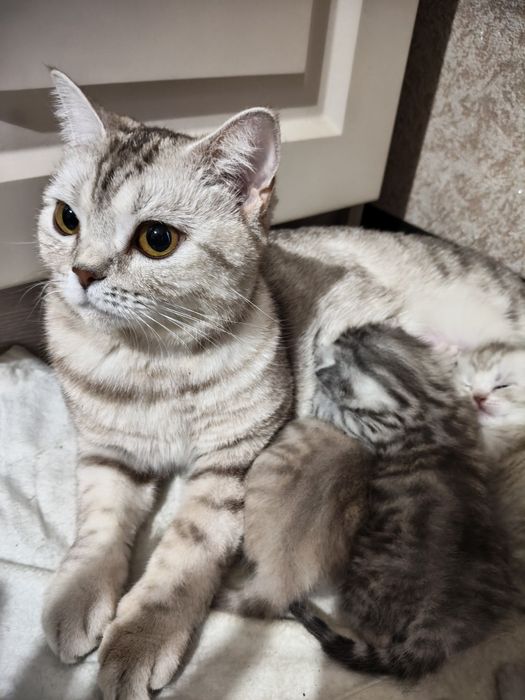 Котята британцы мальчики