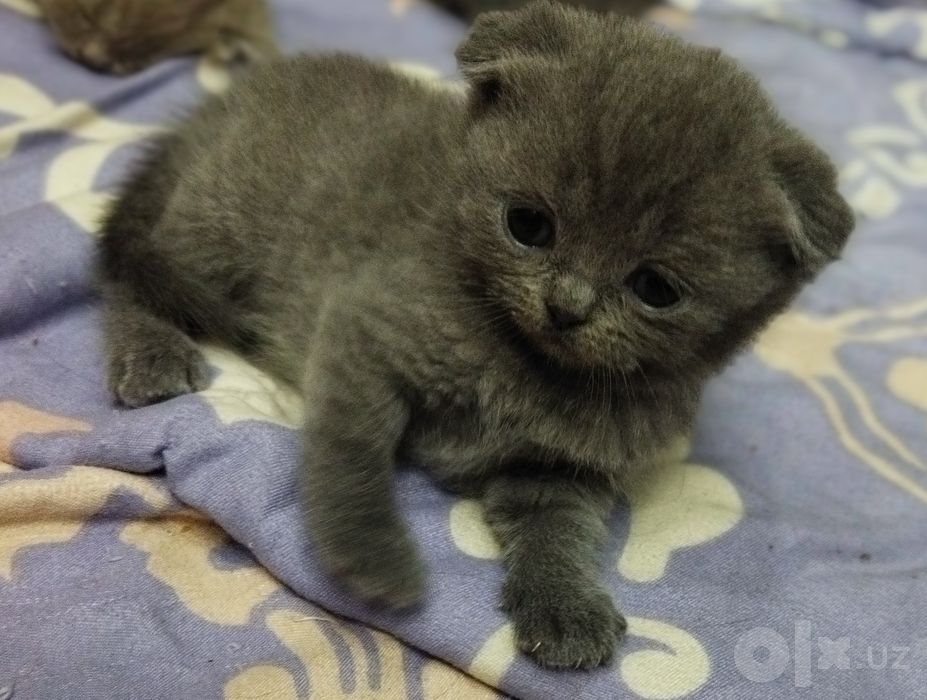 Шотланские котята