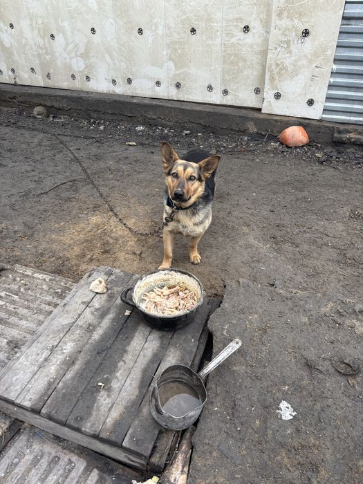 Отдам собаку в хорошие руки