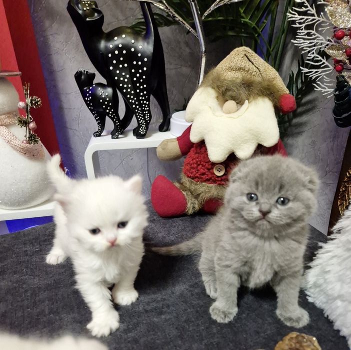 Шотландски котенца