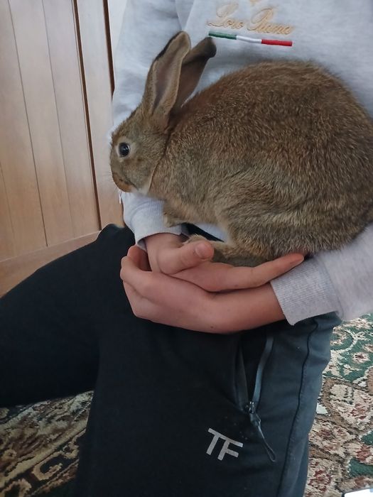 Продаются кролики