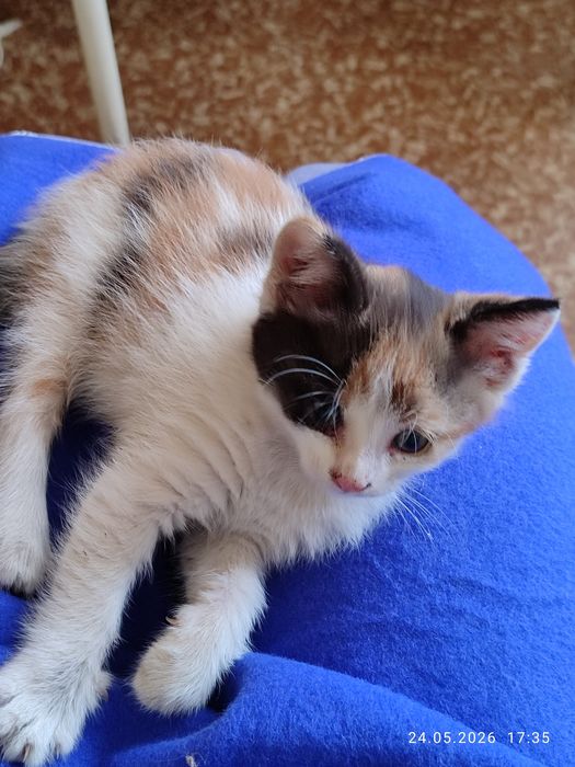 Подарявам малко коте