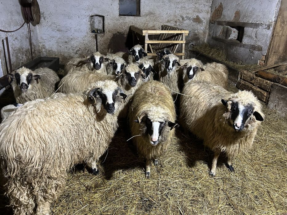 vand 11 oi breze si un berbecuț!