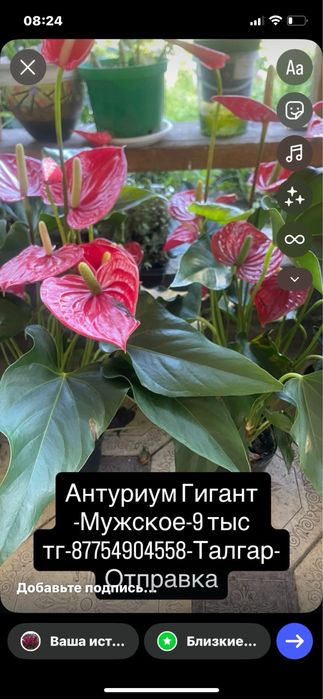 Монстера,Антуриум,Цикас,Алоказии