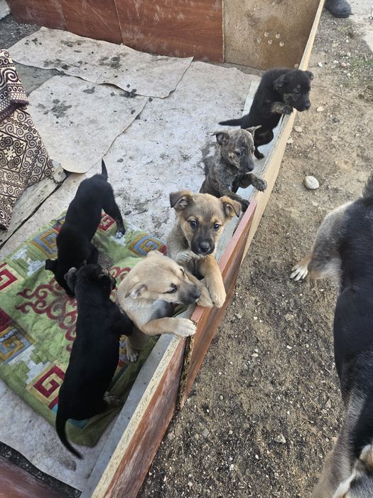 Күшіктер бар тегін. Шенки бесплатно