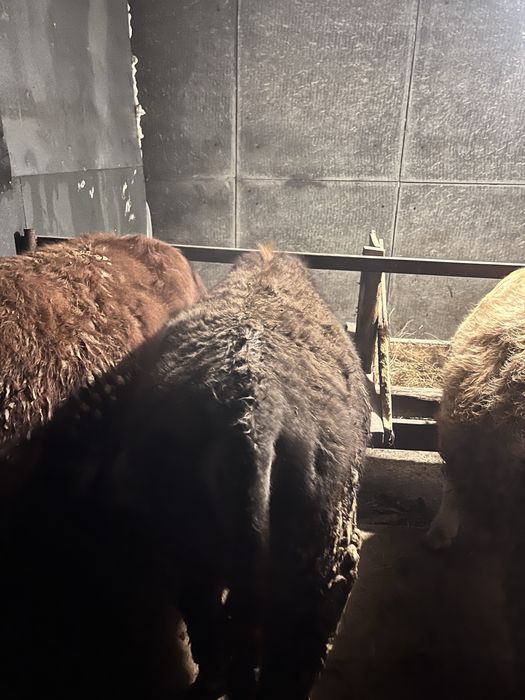 продам бычка стоит на откорме