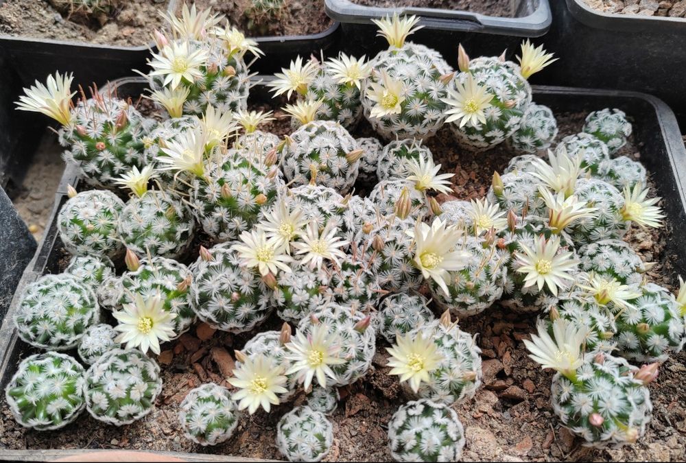 Cactusi de vanzare, stapelia (steaua serifului)