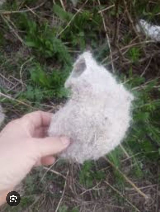 Куркултай уясы оригинал