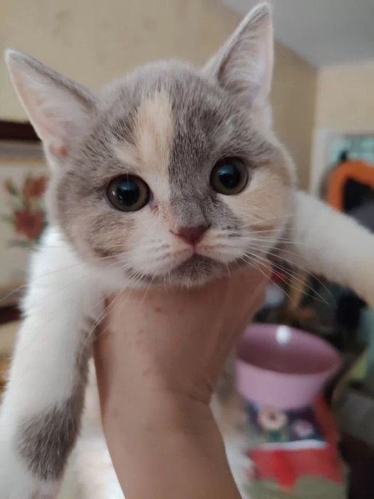 Кудрявые Селкирк Рекс котята