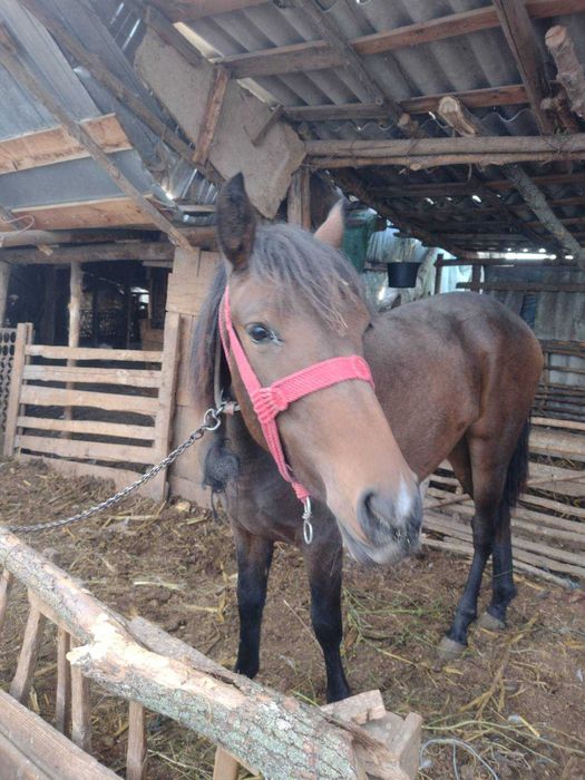 Vand carlana 1an si 5luni