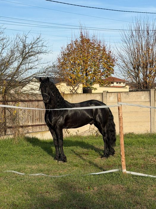 Vând cal Import Olanda